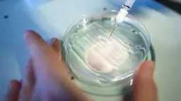 التغذية والدايت