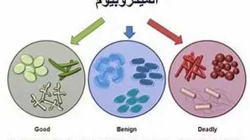 التغذية والدايت
