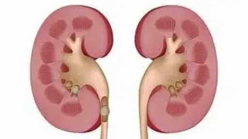 التغذية والدايت