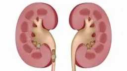 التغذية والدايت