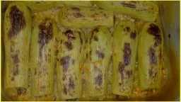 التغذية والدايت