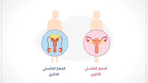 الأخبار