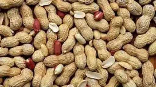 الأخبار