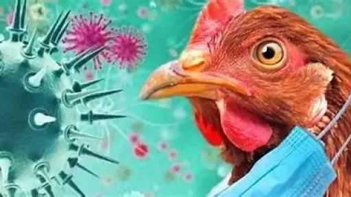 الأخبار