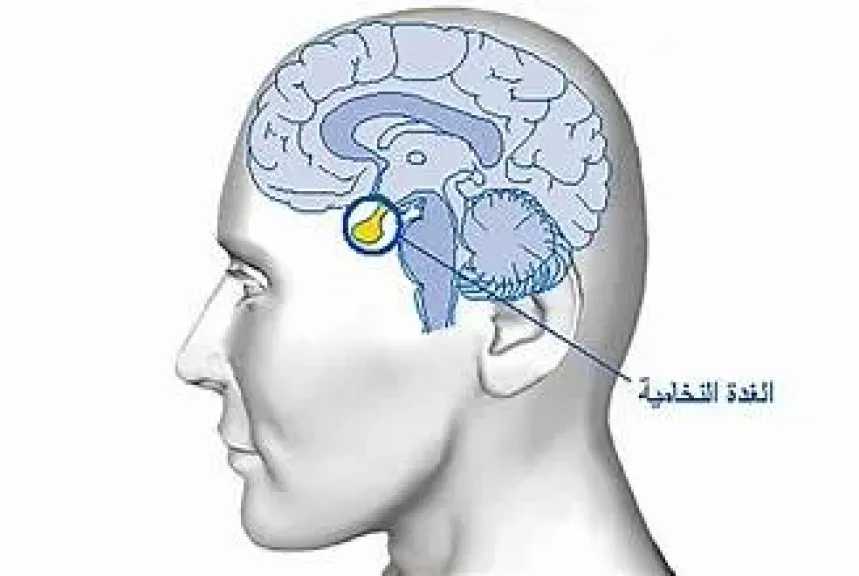 الأخبار