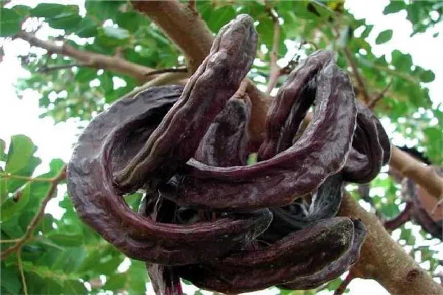 الأخبار