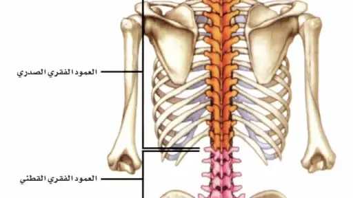 الأخبار