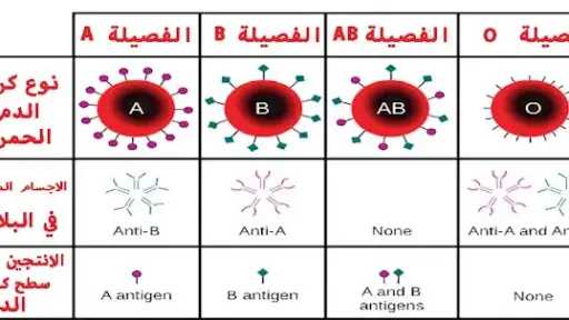 الأخبار